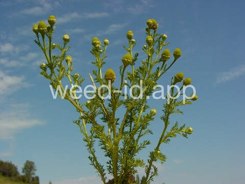 pineapple-weed